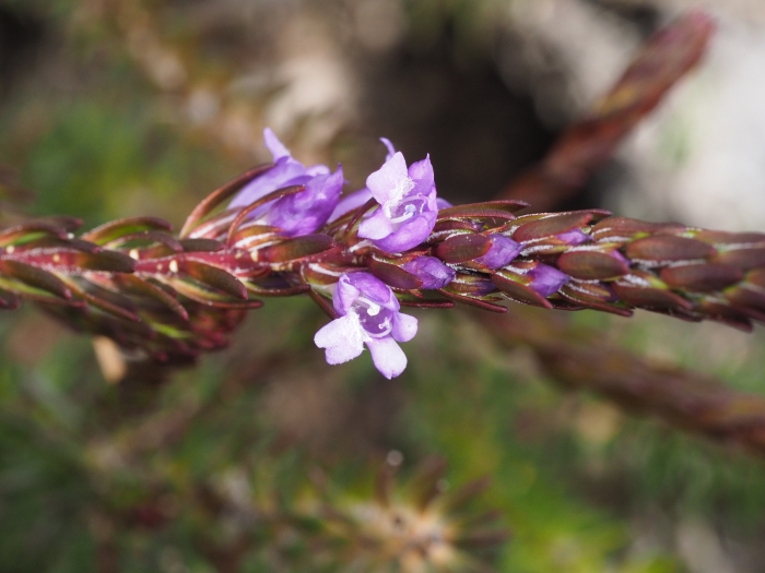 Eremophila densifolia image