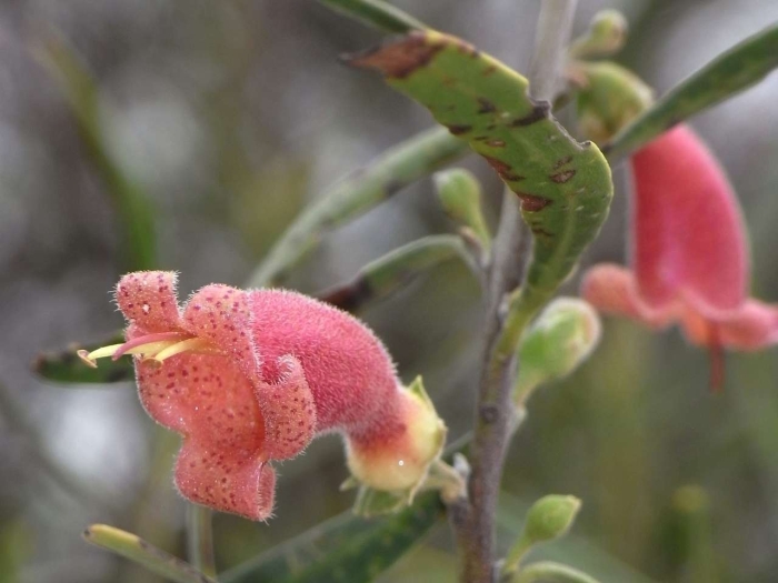Eremophila longifolia image