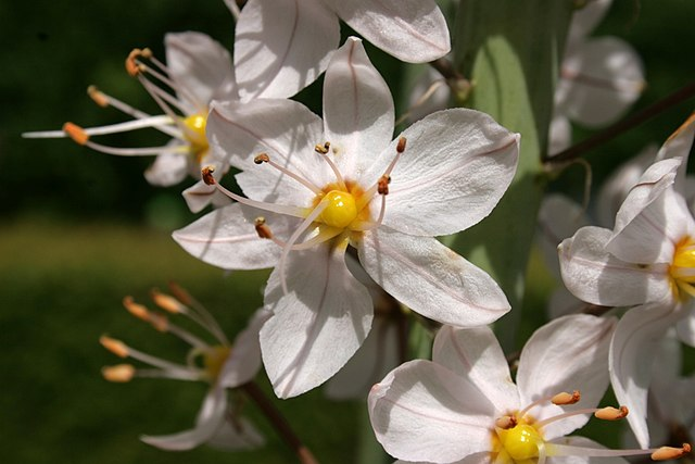 Eremurus robustus image