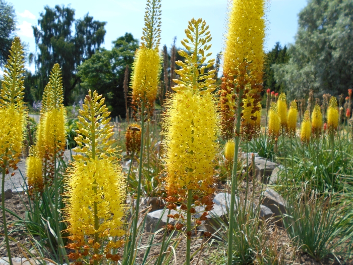 Eremurus stenophyllus image