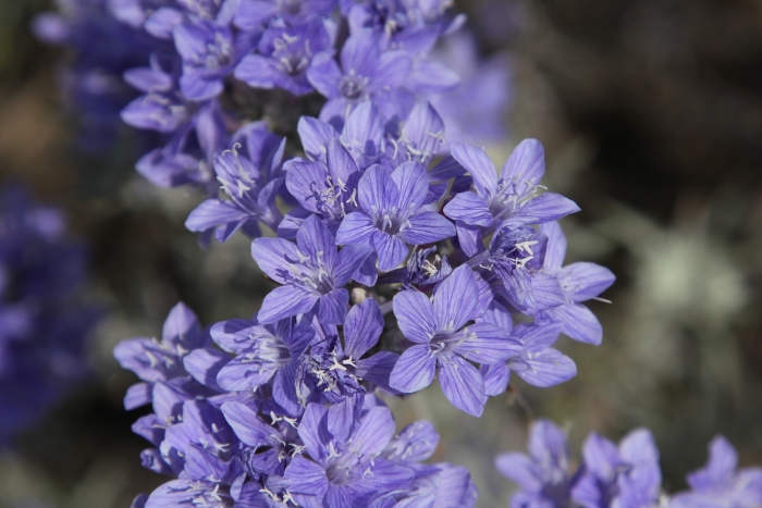 Eriastrum densifolium image