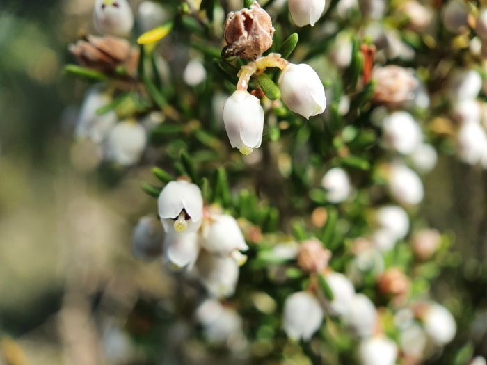Erica arborea image