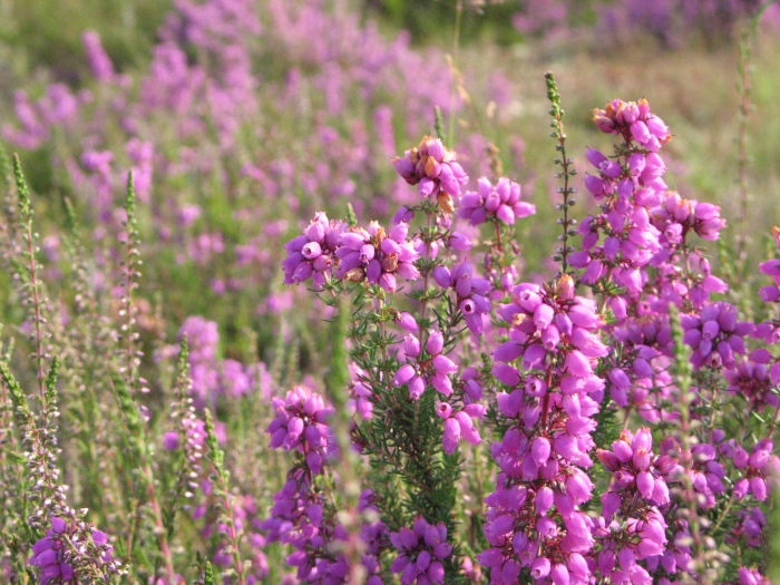 Erica cinerea image