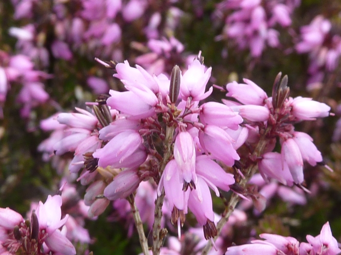 Erica ×darleyensis image