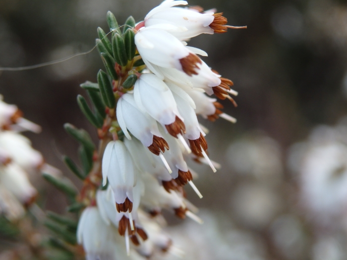 Erica erigena image