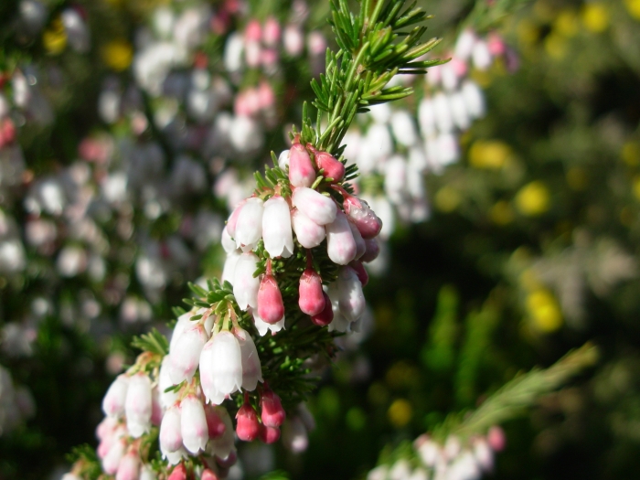 Erica lusitanica image