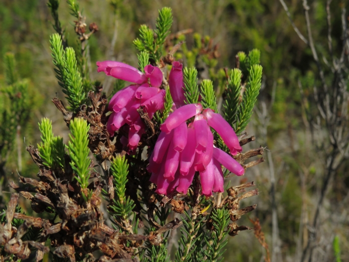Erica mammosa image