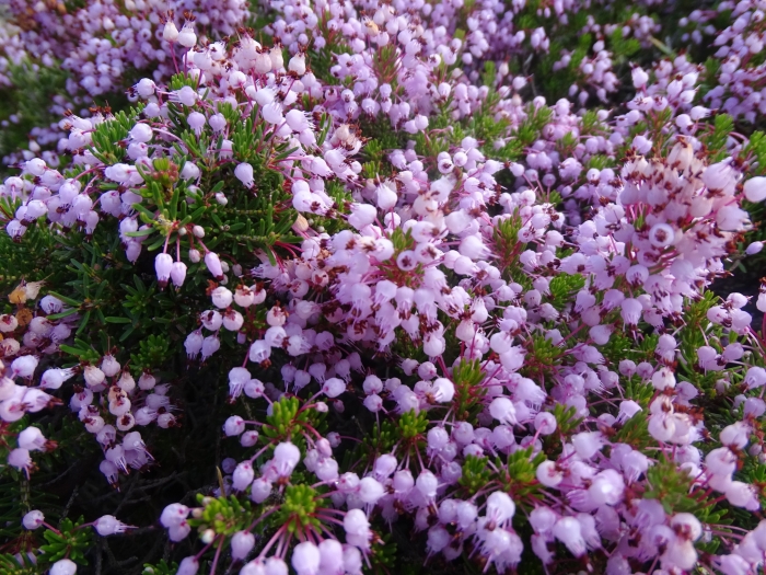 Erica multiflora image