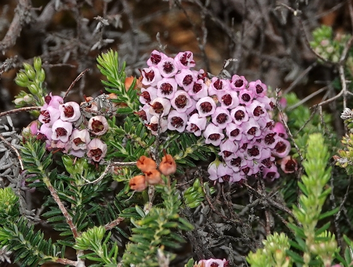 Erica strigosa image