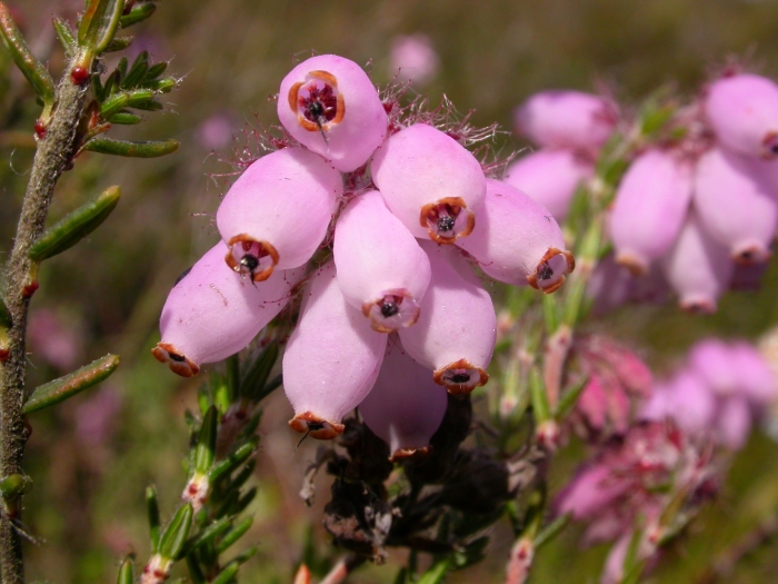 Erica tetralix image