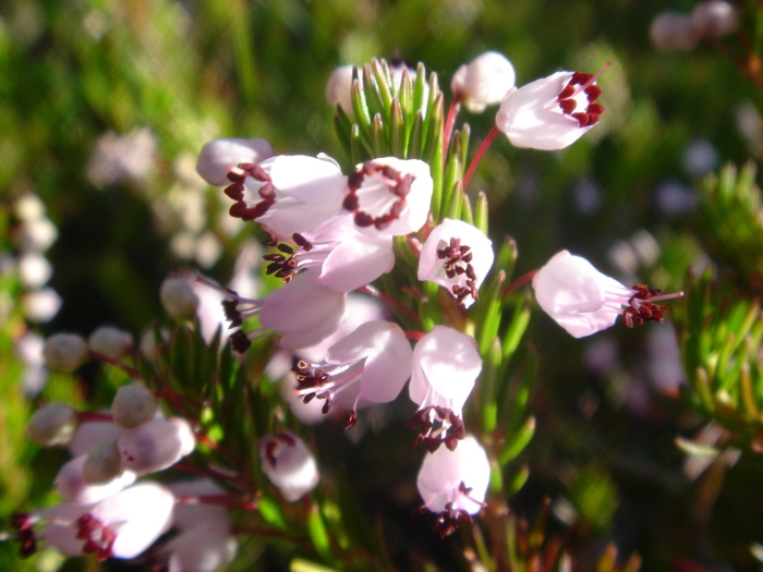 Erica vagans image