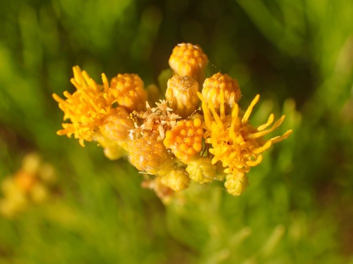 Ericameria arborescens image