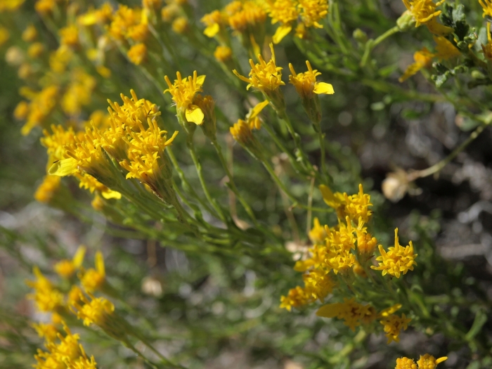 Ericameria cooperi image