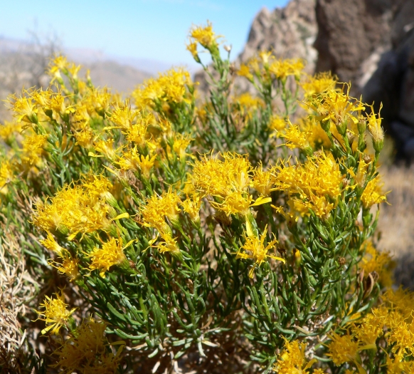 Ericameria laricifolia image