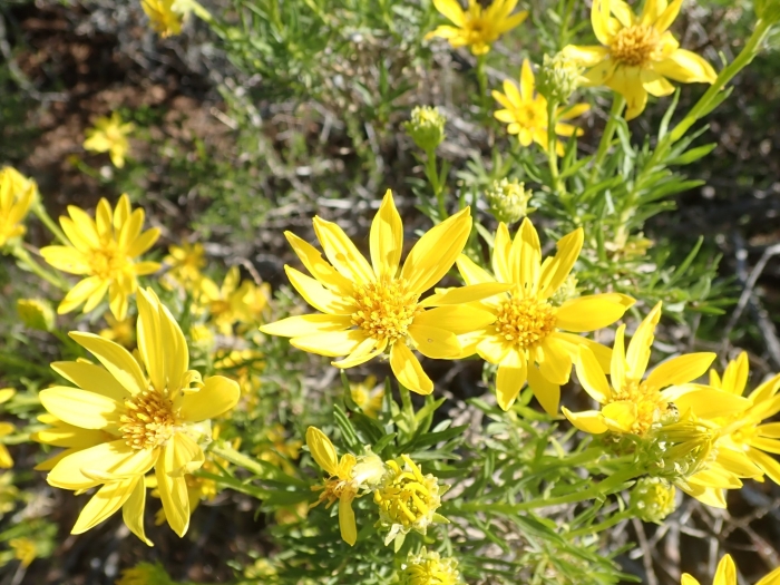 Ericameria linearifolia image
