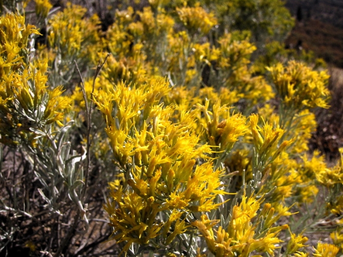 Ericameria nauseosa image