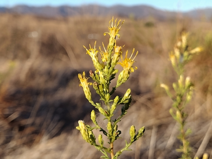 Ericameria palmeri image