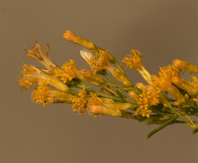 Ericameria paniculata image