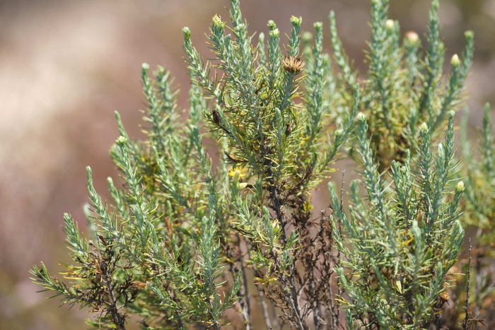 Ericameria pinifolia image