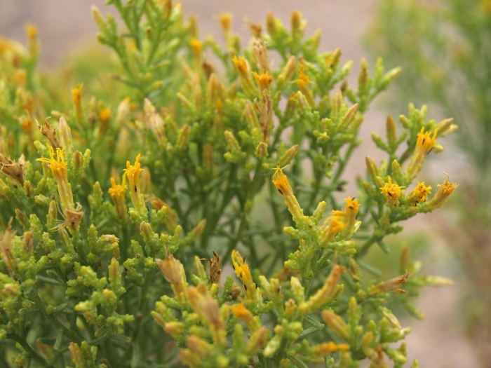 Ericameria teretifolia image
