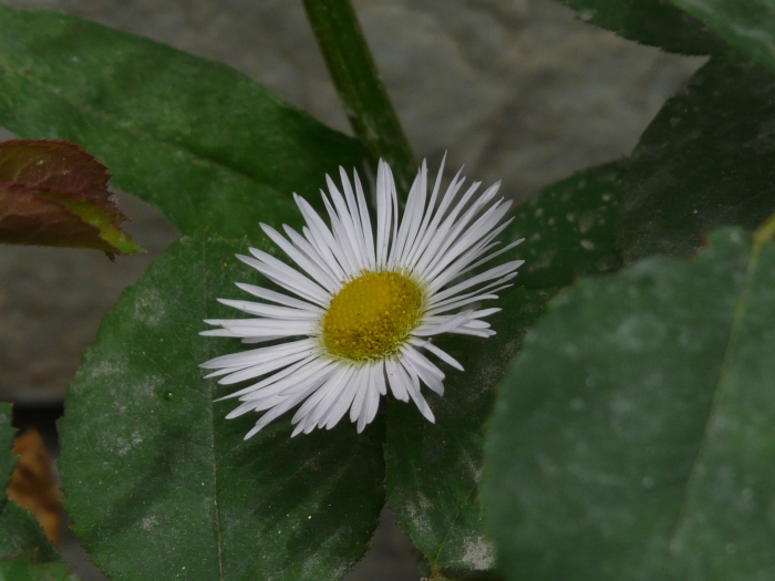 Erigeron annuus image