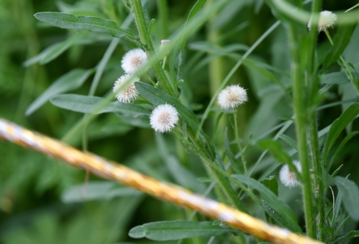 Erigeron bonariensis image
