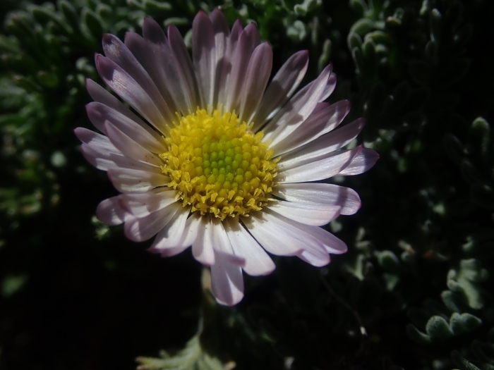 Erigeron compositus image