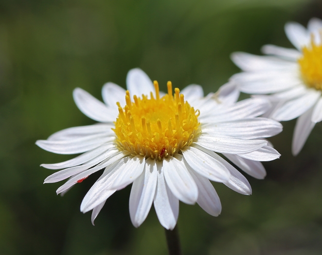 Erigeron eatonii image