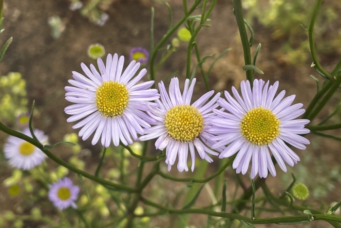 Erigeron foliosus image