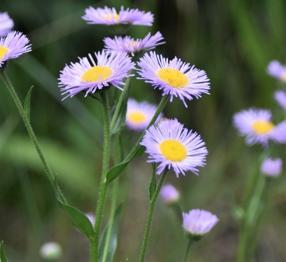 Erigeron glabellus image