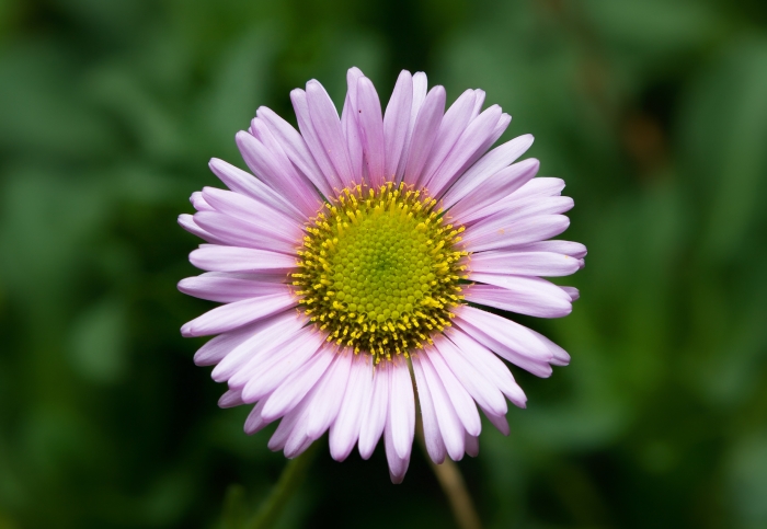 Erigeron glaucus image