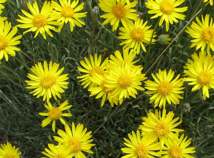 Erigeron linearis image