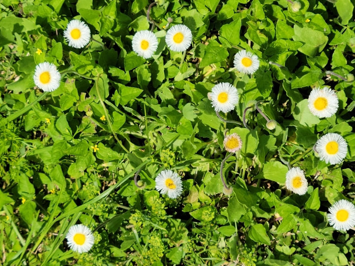 Erigeron procumbens image