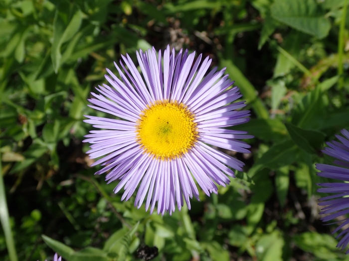 Erigeron speciosus image