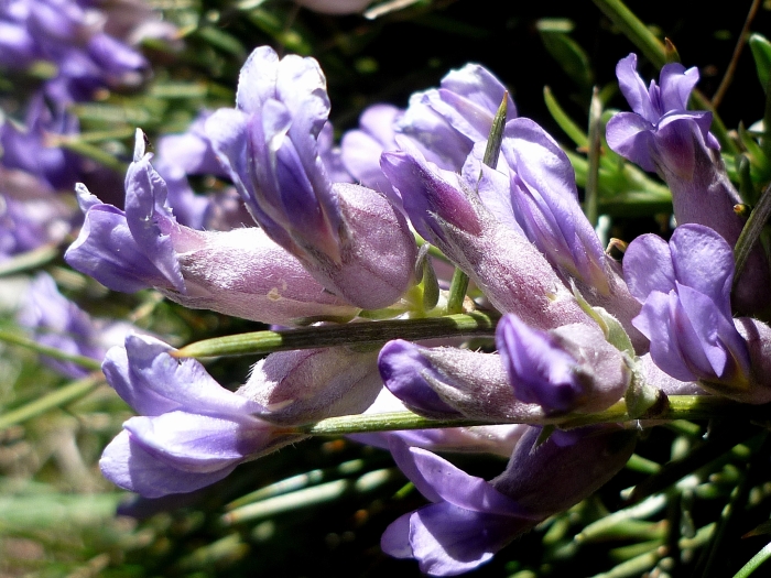 Erinacea anthyllis image