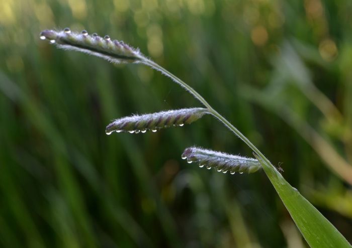 Eriochloa villosa image