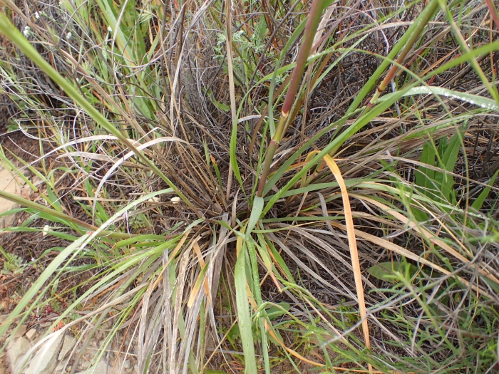 Eriocoma coronata image