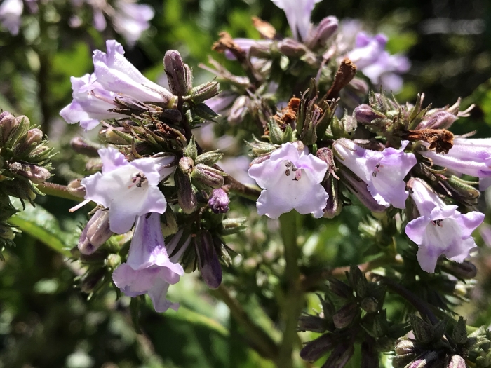 Eriodictyon californicum image
