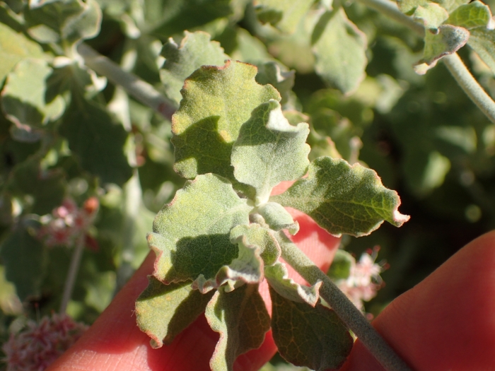 Eriogonum cinereum image