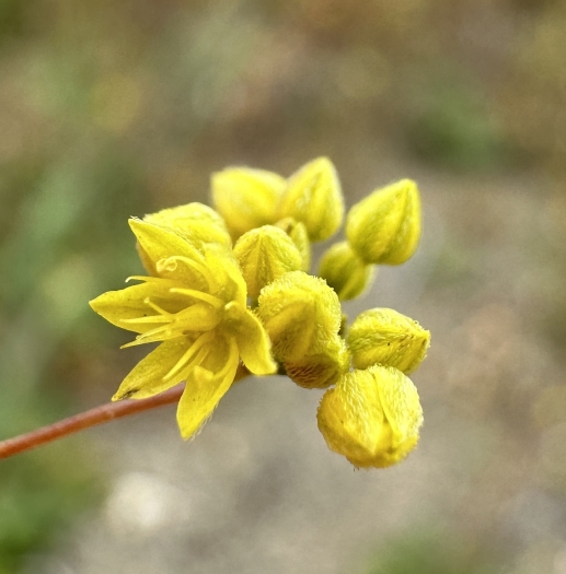 Eriogonum clavatum image