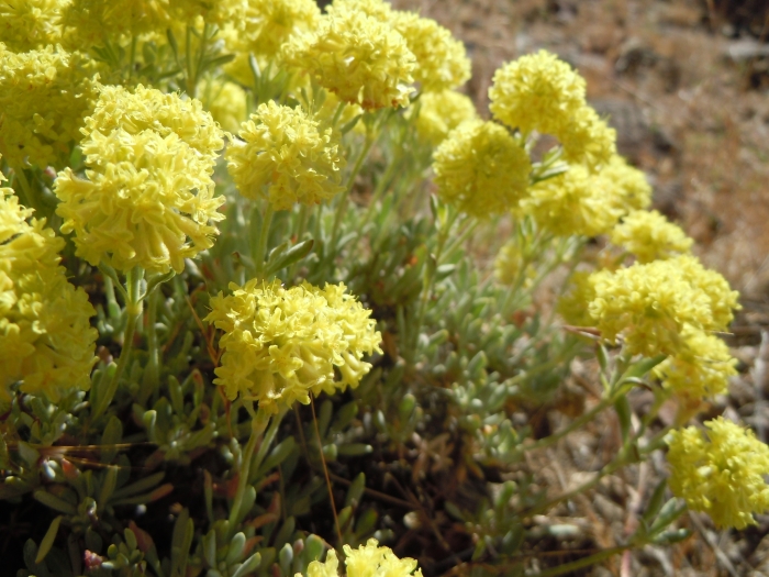 Eriogonum douglasii image