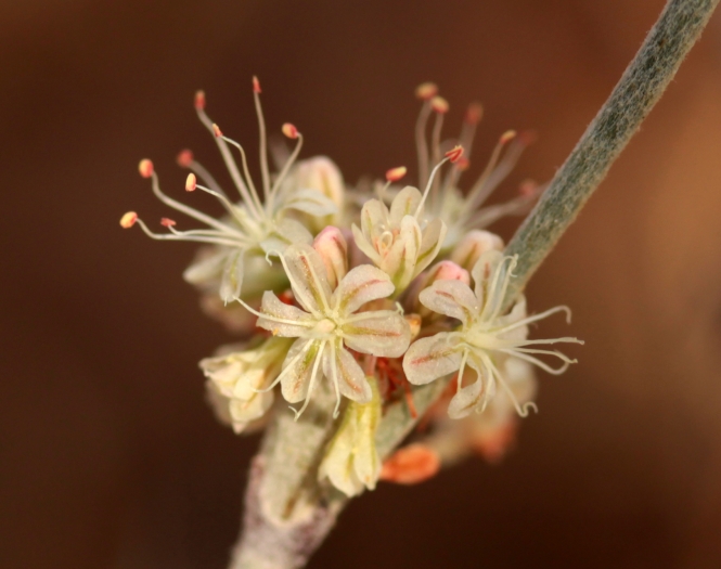Eriogonum elongatum image