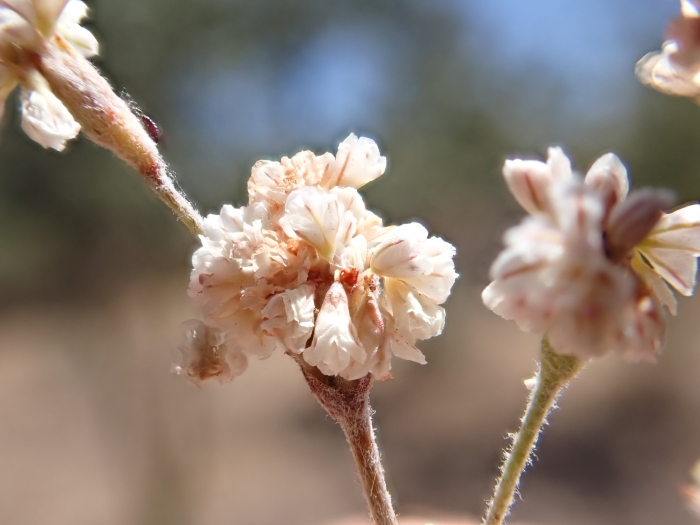 Eriogonum gracile image