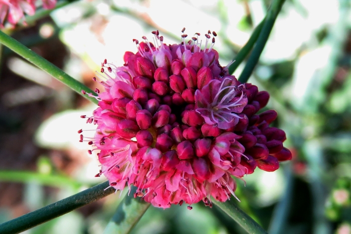 Eriogonum grande image