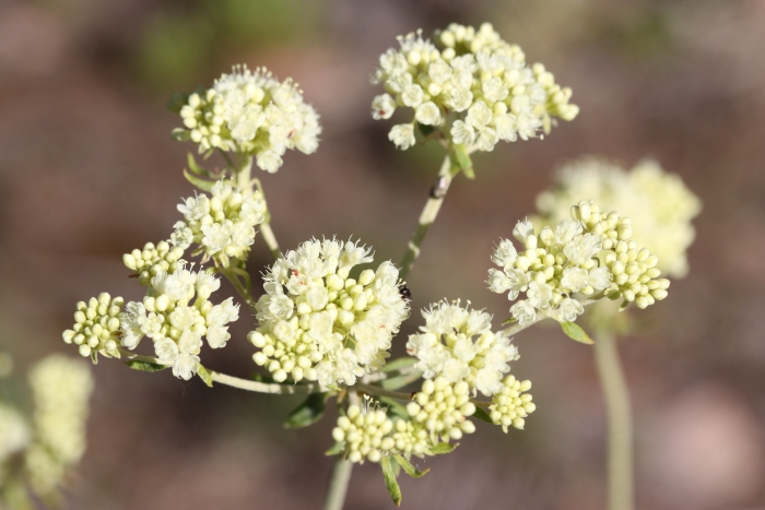 Eriogonum heracleoides image
