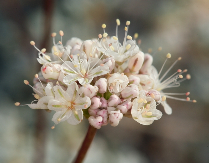 Eriogonum kennedyi image