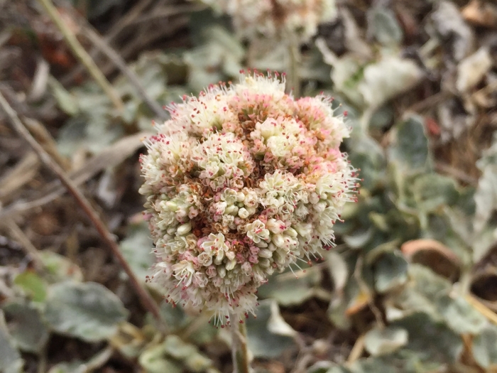 Eriogonum latifolium image