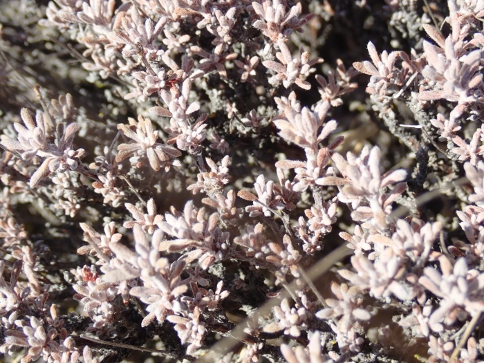 Eriogonum niveum image