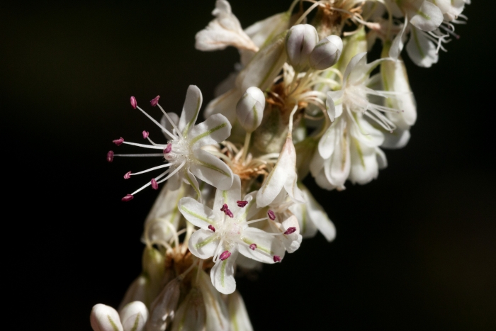 Eriogonum racemosum image