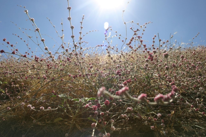 Eriogonum roseum image